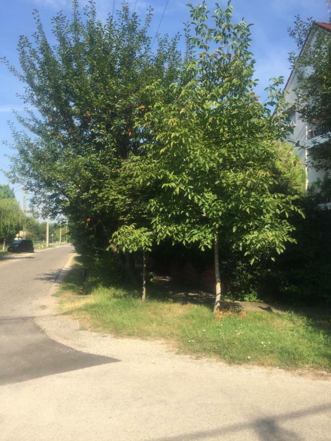 Apartman-Donau Tat Экстерьер фото